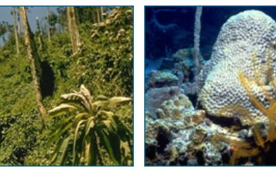 Left, a photo of a rainforest. Right, photo of a reef.