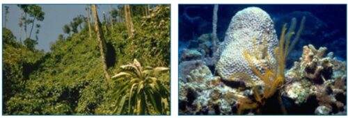 Left, a photo of a rainforest. Right, photo of a reef. 