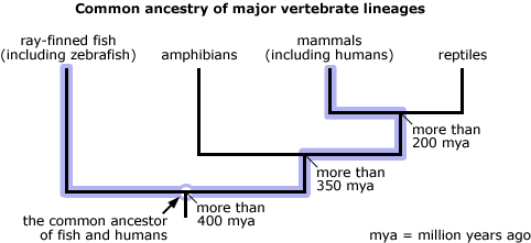 Clade showing major vertebrate lineages, highlighting the common ancestries of mammals and ray-finned fish (including zebrafish). The common ancestor existed more than 400 million years ago.