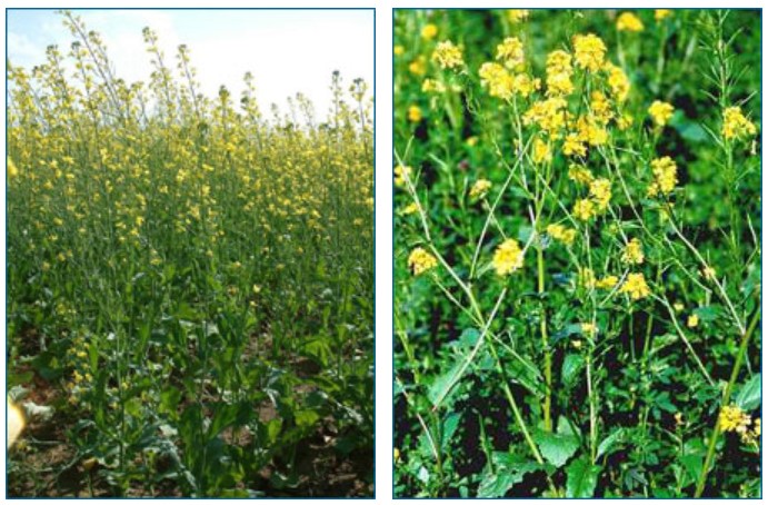 The crop plant is oilseed rape (left), and the weed is a wild mustard (right).