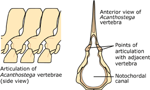 Acanthostega vertebrae