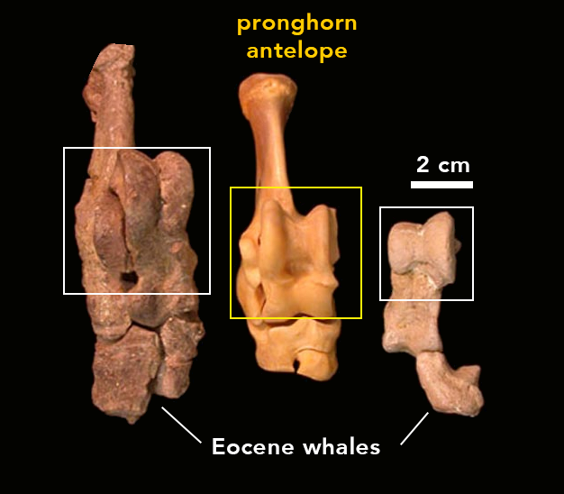 Comparing ankle bones of extinct whales and modern pronghorn.