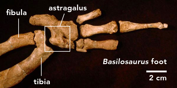 Ankle and foot bones of Basilosaurus.