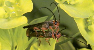 Two beetles mating.