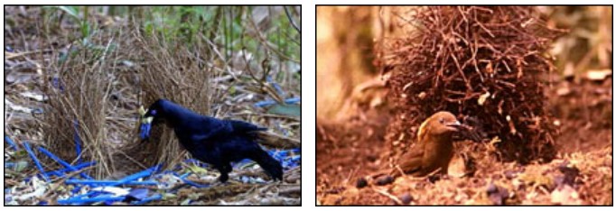 Satin bowerbird (left) builds a channel between upright sticks, and decorates with bright blue objects, while the MacGregor’s Bowerbird (right) builds a tall tower of sticks and decorates with bits of charcoal.
