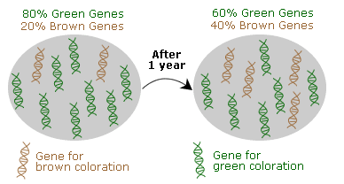 Left, 80% green and 20% brown genes. Middle, an hour labeled "after 1 year." Right, 60% green and 40% brown genes. 