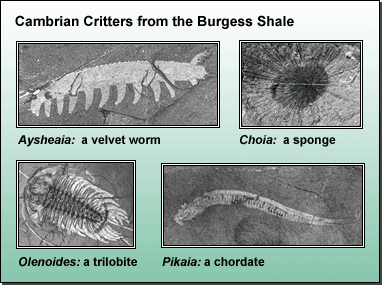 Images of four cambrian critters from the burgess shale. Clockwise from Top left corner: Aysheala (a velvet worm), Chola (a sponge), Olenoides (a tribolite), and Pikaia (a chordate). 