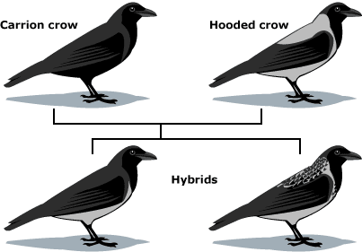 Family tree showing two parents (one a carrion crow, the other a hooded crow) and two children, both of which are hybrids.