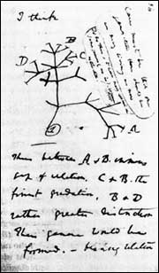 A page from Darwin's notebook.