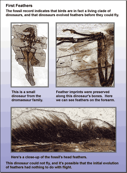 Fossils of flightless dinosaurs with feathers. Clockwise from top left: A full body fossil from a small dinosaur from the dromaesaur family; a close-up of the feather imprints preserved along with the dinosaur's bones (the forearms); A close-up of the fossil's head feathers. 