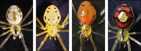Four types of happy face spiders. From left to right, one with a white body and yellow markings, one with a yellow body and black markings, one with a brown body and orange markings, and one witha red body, black markings, and a yellow spot in the middle. 