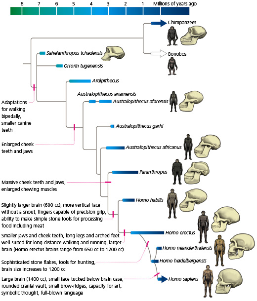 evolution of man with names