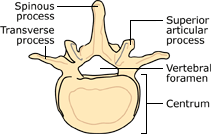 Human vertebra