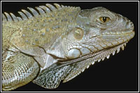 Side view of the head of an iguana.