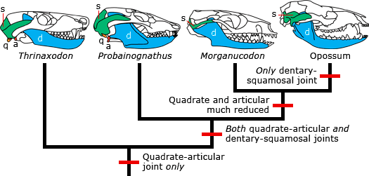 Loss of quadrate-articular joint.