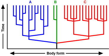 Graph with y-axis time and x-axis body form. There are three clades. Clade A, blue, shows decreasing body form. Clade B, green, shows very little change in body form from the median. Clade C, red, shows increasing body form. 