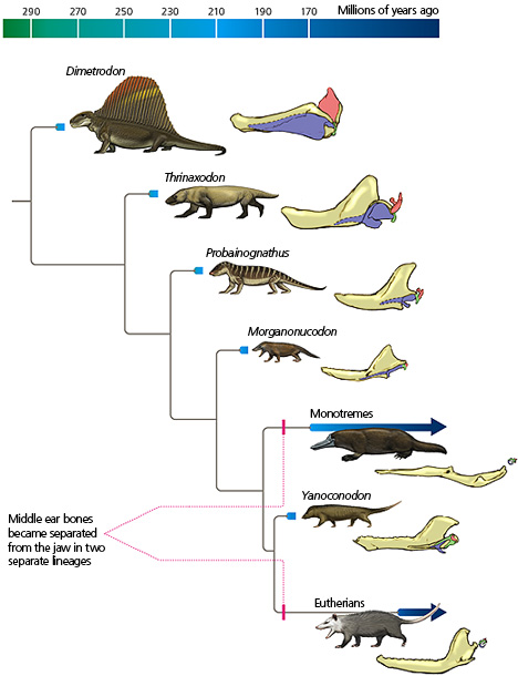 Evolution of our mammalian ancestor's ear bone