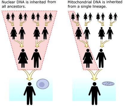 Mitochondrial DNA Proves Women Were Instrumental Viking Colonizers, NOVA