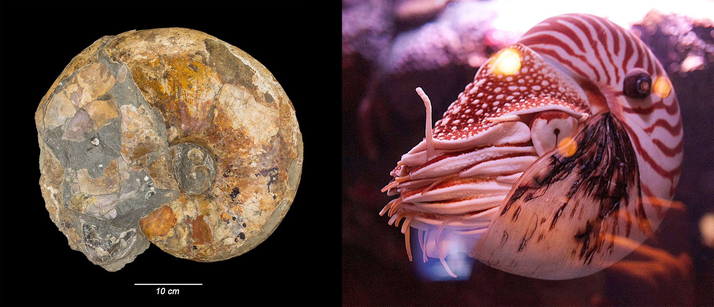 Left, ammonite fossil. Right, nautilus. 