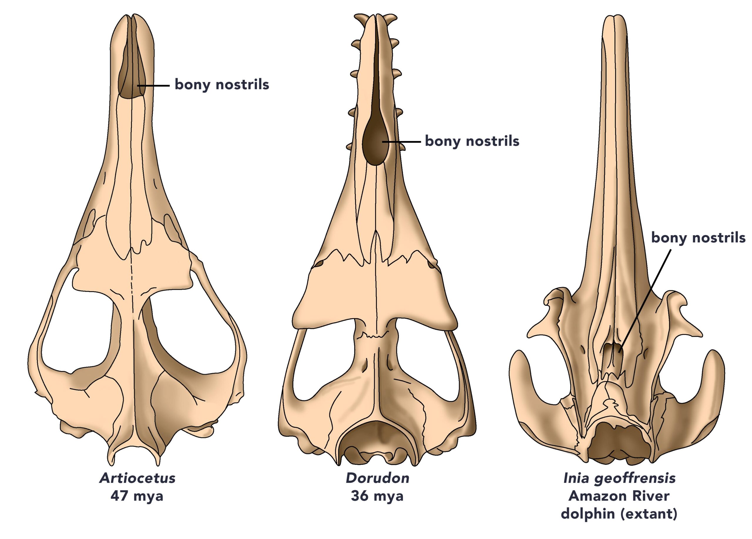 whale evolution skeletons