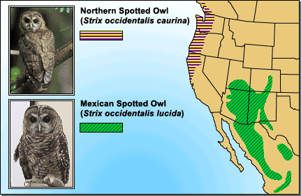 Map of the Western coast of the United States and Mexico. The majority of the map if colored yellow, representing places where the Northern Spotted Owl has been observed. Green areas in primarilly Mexico, New Mexico, and Arizona represent where the Mexican Spotted Owl has been observed. 