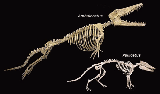 Ambolucetus and Pakicetus skeletons.