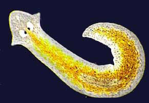 A Planaria flatworm with its light-sensitive eyespots.