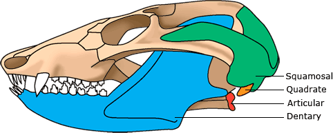 Evolution of our mammalian ancestor's ear bone