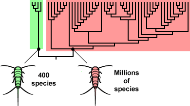 Two silverfish clades from two lineages. Left, the green lineage, only has 400 species. Right, the red lineage, has million of species. 