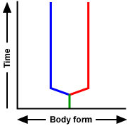 Graph with time on y-axis and body form on x-axis. A green line extends vertically a little bit then it splits into a blue and a red line. The blue line decreases in body form before staying constant as time increases, and the red line increases in body form before staying constant as time increases. 