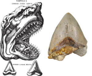 Nicholas Steno's anatomical drawing of an extant shark (left) and a fossil shark tooth (right)
