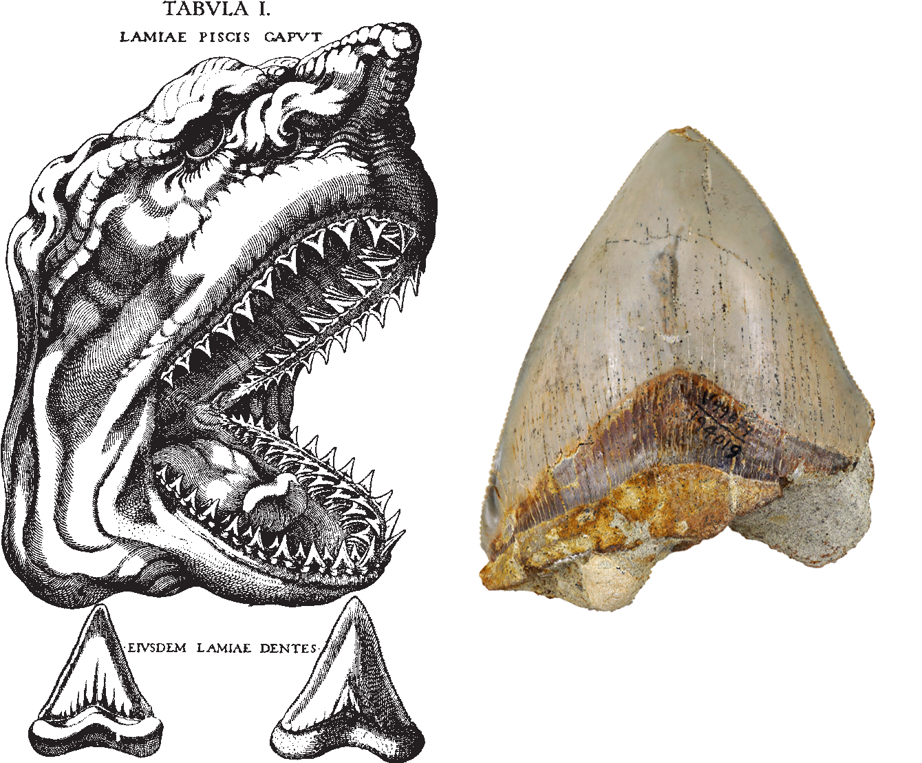 shark fossils