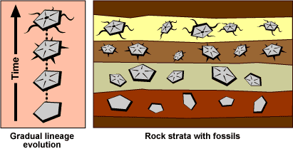 Left, illustration of gradual lineage evolution. Time increases upwards; as time increases, the progression of ancestor to descendent shows transitional forms. Right, an illustration of rock strata with fossils. Again, time increases upwards; as time increases, each strata shows the corresponding transitional form. 
