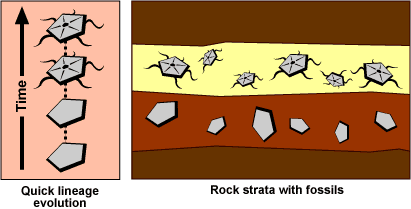Left, illustration of quick lineage evolution. Time increases upwards; there is a quick jump from ancestor to descendent with no transitional forms. Right, illustration of rock strata with fossils. Only two layers have fossils, no transitional forms present. 