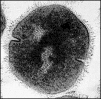 Strep bacteria undergoing cell division via binary fission.