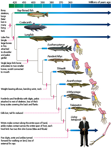 The origin of tetrapods - Understanding Evolution