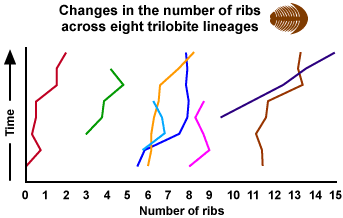 Graph with x-axis time and y-axis number of ribs (spanning from 0 to 15). The graph is titled "changes in the number of ribs across eight trilobite lineages." 