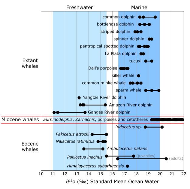 Oxygen isotope ratios for extant and extinct cetaceans.