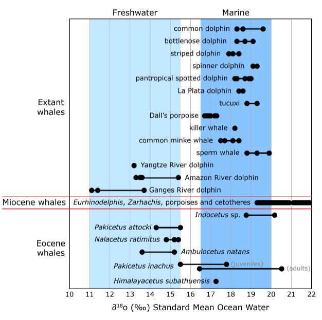 Whale Evolution Chart