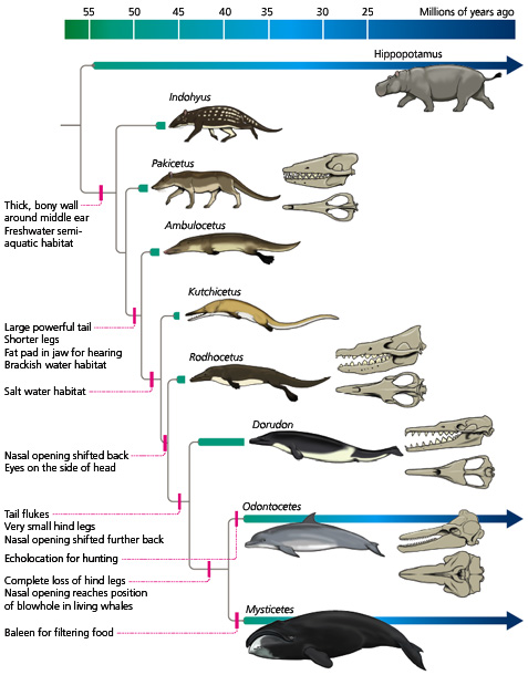 The evolution of whales - Understanding Evolution