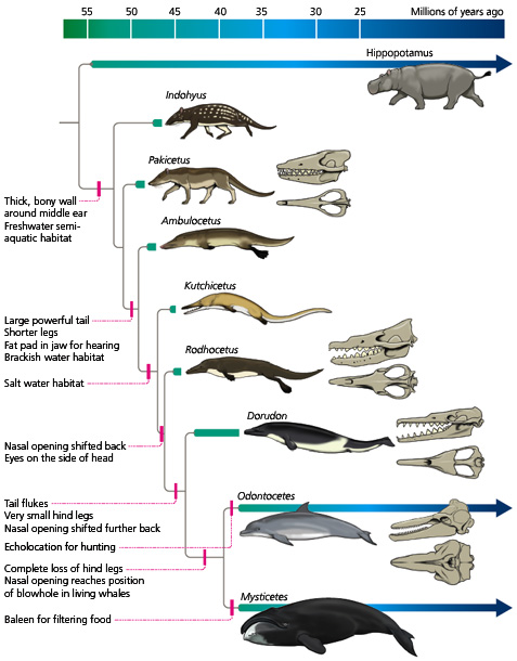 prehistoric whales on land