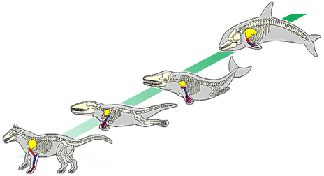 Transitional forms in whale evolution. Top, a grey silhouette of a whale. Bottom, a grey silhouette of a four-legged animal with a long tale. Between them is two transitional forms. The illustration show the bone structure of each form, highlighting in red, blue and yellow several bones of the forearm/flipper to show how each changes as evolution continues. 