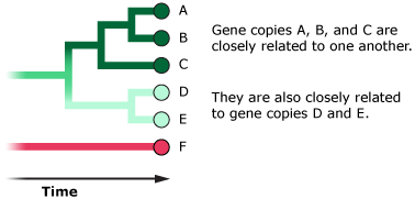 Most of these gene versions are likely to be closely related to one another. 