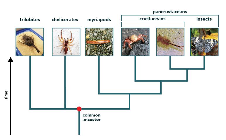 Arthropods Characteristics Chart