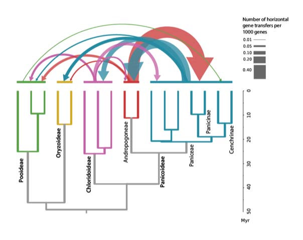 phylogeny that shows number of horizontal gene transfers per 1000 genes