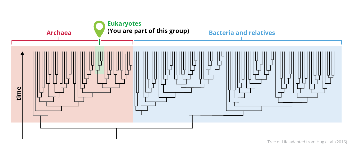 Evolution at different scales: micro to macro