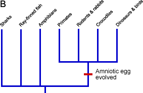 Clade based on presence of amniotic egg