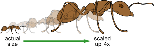 Scaling up an ant
