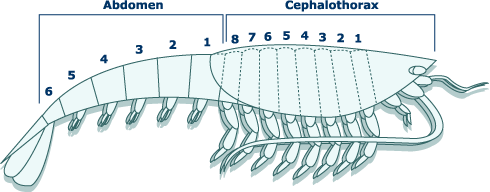 tThis arthropod cross-section shows the segmentation.