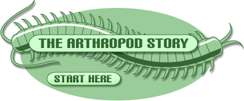 A graphic of a centipede with the words "The Arthropod Story" across the illustration.